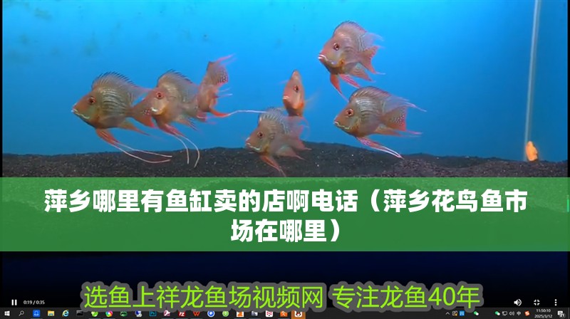 萍鄉(xiāng)哪里有魚缸賣的店啊電話（萍鄉(xiāng)花鳥魚市場在哪里）
