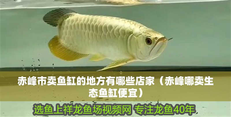 赤峰市賣魚缸的地方有哪些店家（赤峰哪賣生態(tài)魚缸便宜）