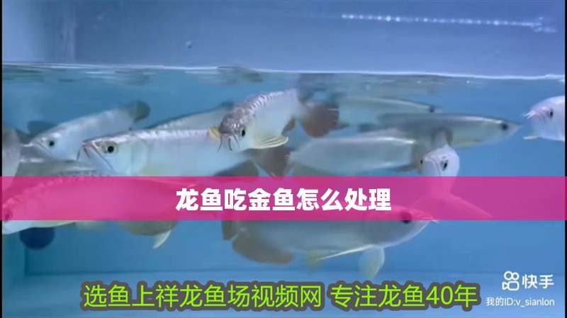 龍魚吃金魚怎么處理