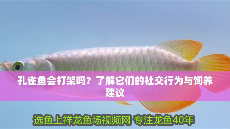 孔雀魚會打架嗎？了解它們的社交行為與飼養建議