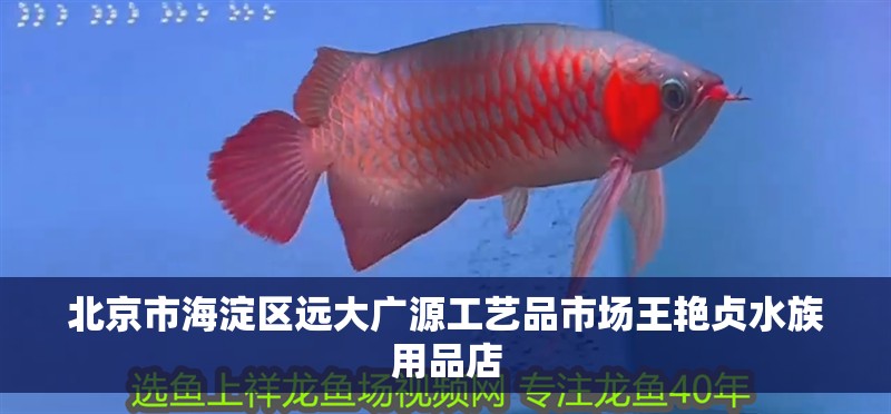 北京市海淀區(qū)遠(yuǎn)大廣源工藝品市場王艷貞水族用品店