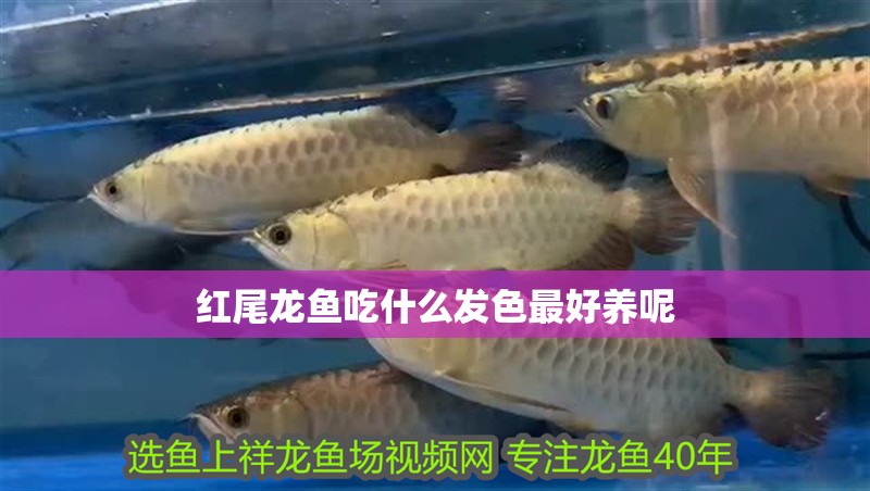 紅尾龍魚吃什么發(fā)色最好養(yǎng)呢