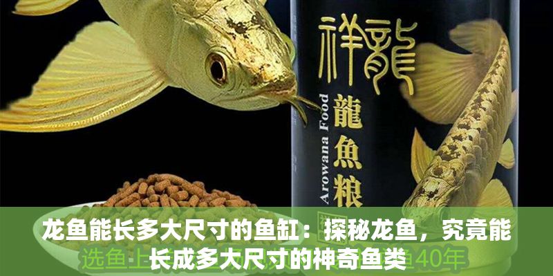 龍魚能長多大尺寸的魚缸：探秘龍魚，究竟能長成多大尺寸的神奇魚類