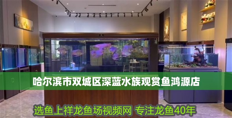 哈爾濱市雙城區(qū)深藍(lán)水族觀賞魚鴻源店 哈爾濱市雙城區(qū)深藍(lán)水族觀賞魚鴻源店 全國水族館企業(yè)名錄 第1張