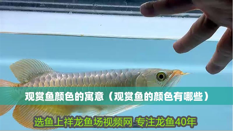 觀賞魚顏色的寓意（觀賞魚的顏色有哪些）