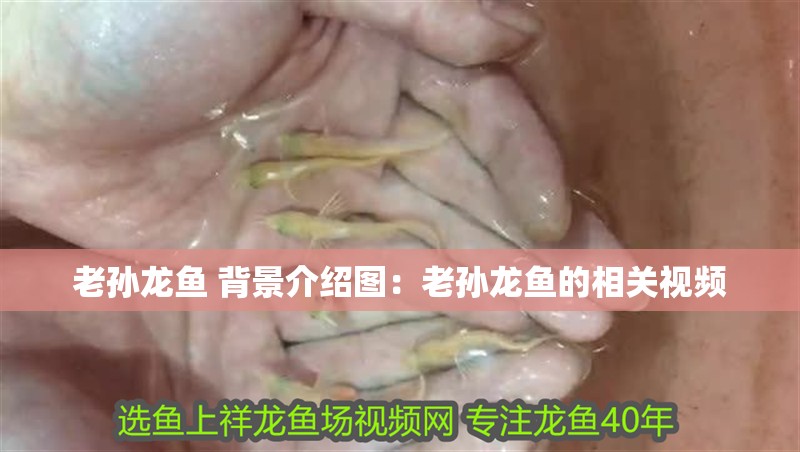 老孫龍魚 背景介紹圖：老孫龍魚的相關(guān)視頻