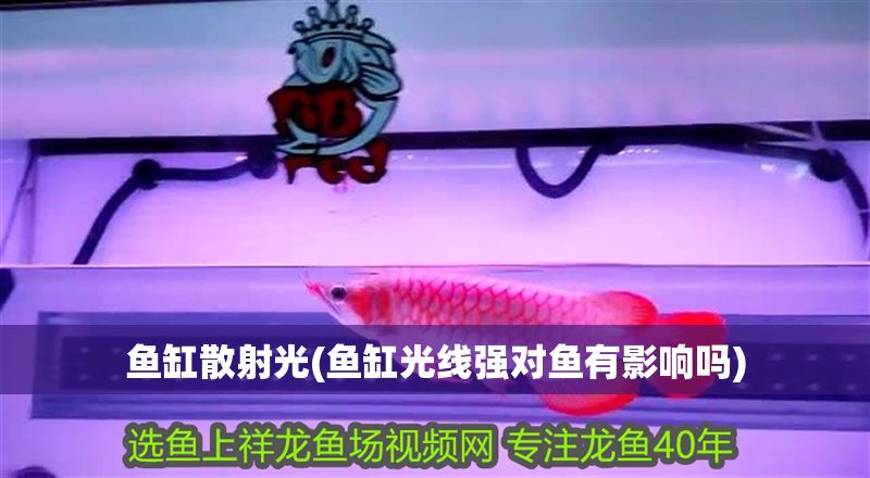 魚缸散射光(魚缸光線強對魚有影響嗎)