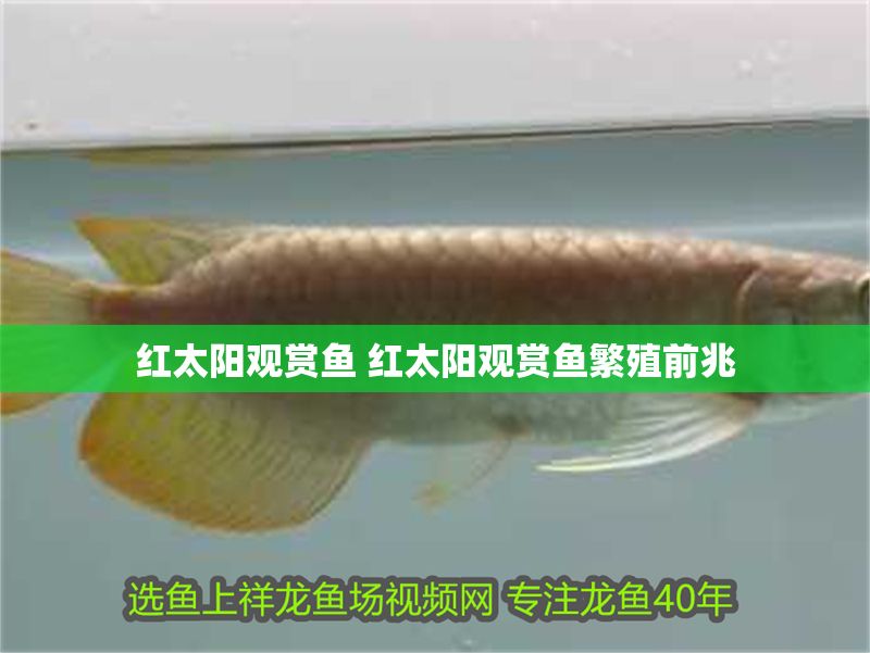紅太陽觀賞魚 紅太陽觀賞魚繁殖前兆