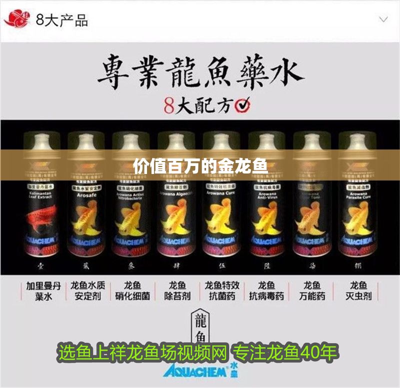 價值百萬的金龍魚