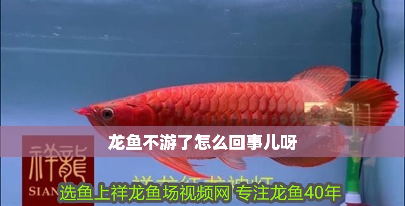 龍魚不游了怎么回事兒呀