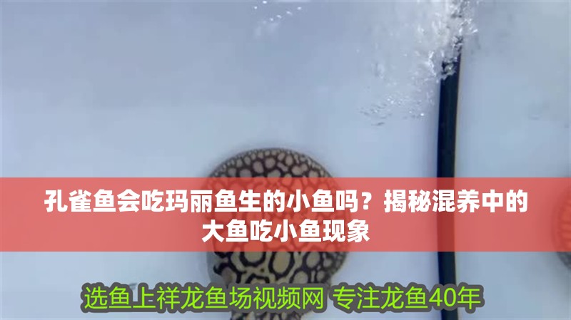 孔雀魚會吃瑪麗魚生的小魚嗎？揭秘混養(yǎng)中的大魚吃小魚現象 孔雀魚會吃瑪麗魚生的小魚嗎？揭秘混養(yǎng)中的大魚吃小魚現象 龍魚百科 第1張