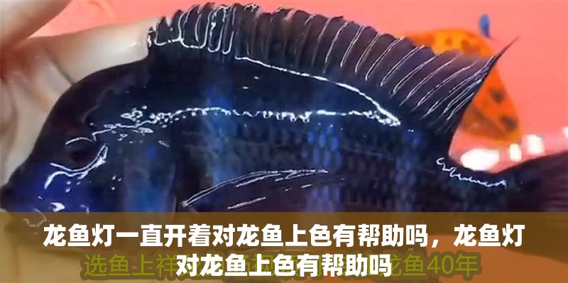 龍魚燈一直開著對龍魚上色有幫助嗎，龍魚燈對龍魚上色有幫助嗎