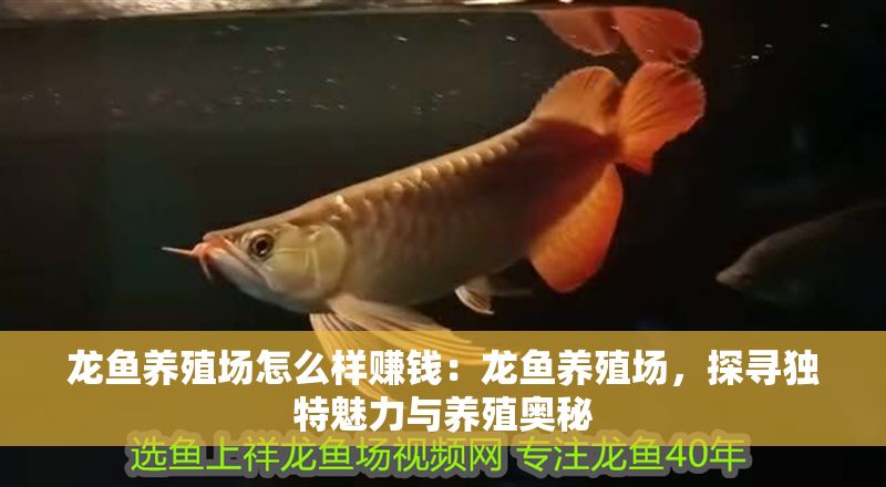 龍魚養殖場怎么樣賺錢：龍魚養殖場，探尋獨特魅力與養殖奧秘