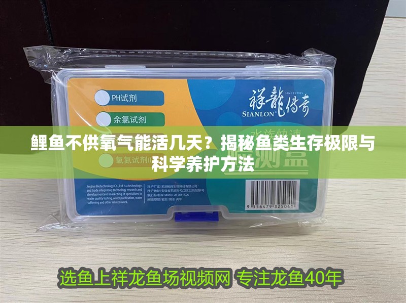 鯉魚不供氧氣能活幾天？揭秘魚類生存極限與科學養護方法