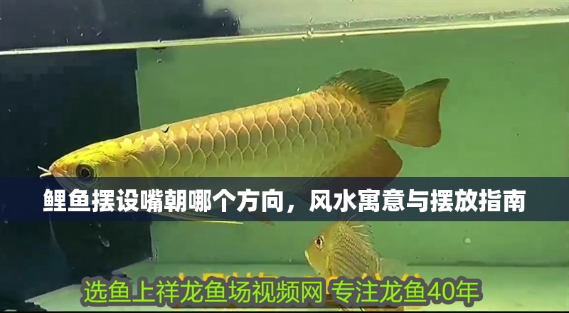 鯉魚擺設嘴朝哪個方向，風水寓意與擺放指南