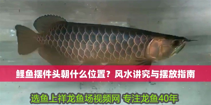 鯉魚擺件頭朝什么位置？風水講究與擺放指南