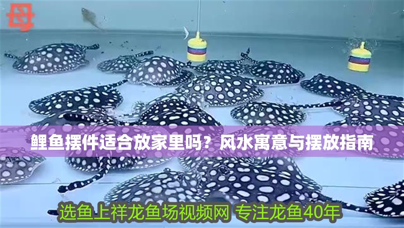 鯉魚擺件適合放家里嗎？風水寓意與擺放指南