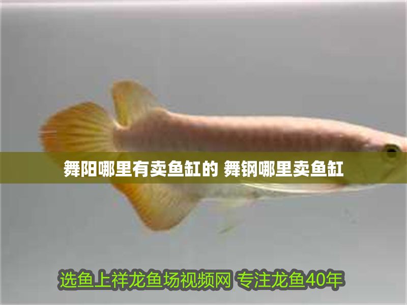 舞陽哪里有賣魚缸的 舞鋼哪里賣魚缸