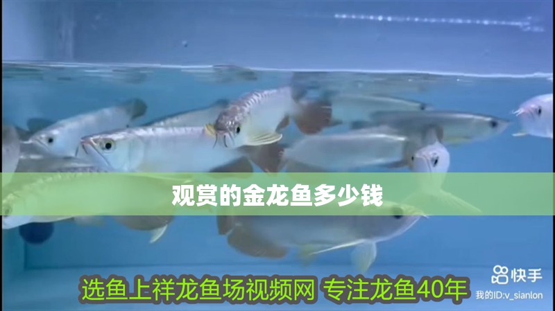 觀賞的金龍魚多少錢