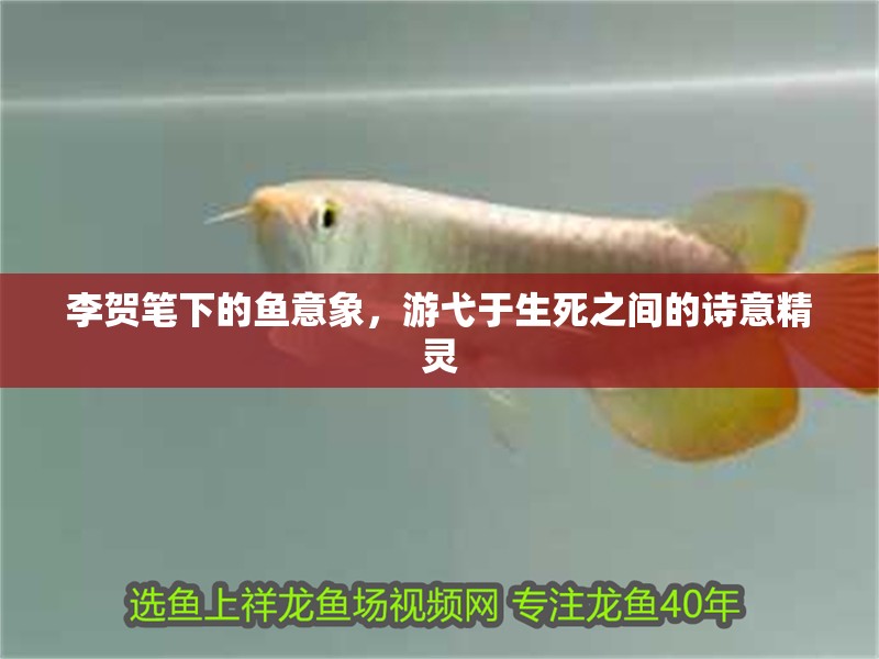 李賀筆下的魚意象，游弋于生死之間的詩意精靈