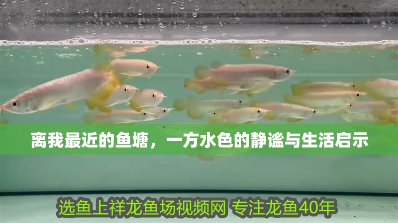 離我最近的魚塘,一方水色的靜謐與生活啟示 龍魚百科 第1張 離我最近的魚塘,一方水色的靜謐與生活啟示 離我最近的魚塘,一方水色的靜謐與生活啟示 龍魚百科 第1張