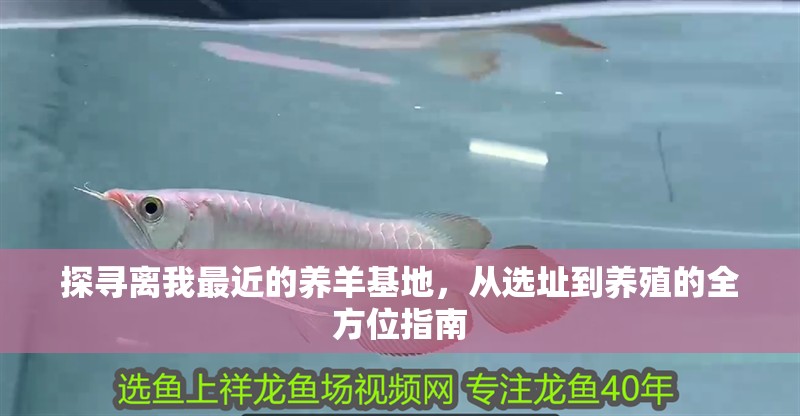 探尋離我最近的養羊基地，從選址到養殖的全方位指南