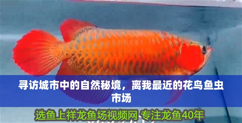 尋訪城市中的自然秘境，離我最近的花鳥魚蟲市場(chǎng)