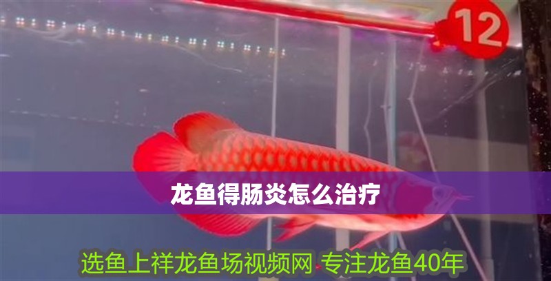 龍魚得腸炎怎么治療