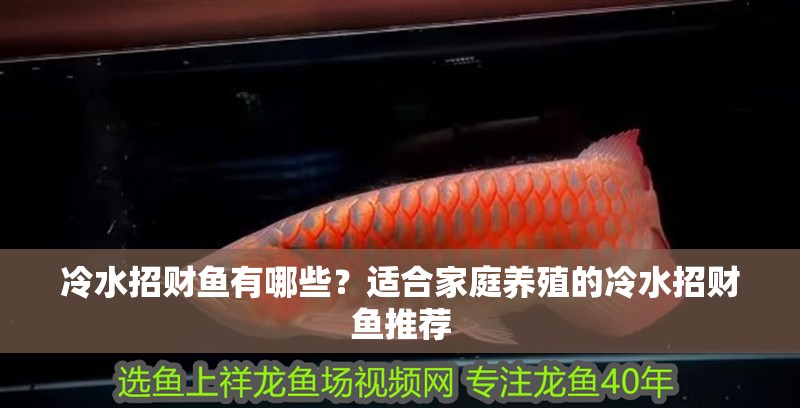 冷水招財(cái)魚有哪些？適合家庭養(yǎng)殖的冷水招財(cái)魚推薦