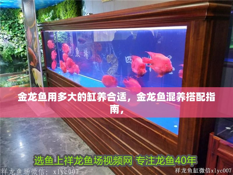金龍魚用多大的缸養(yǎng)合適，金龍魚混養(yǎng)搭配指南，