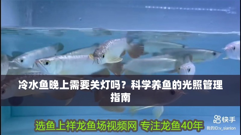 冷水魚晚上需要關燈嗎？科學養魚的光照管理指南