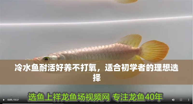 冷水魚耐活好養不打氧，適合初學者的理想選擇