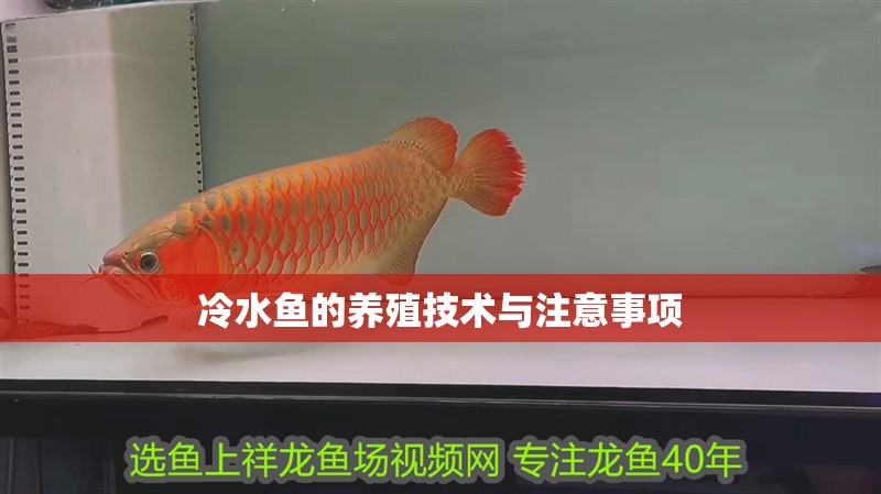 冷水魚的養殖技術與注意事項