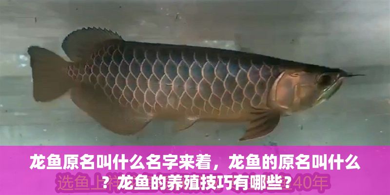 龍魚原名叫什么名字來著，龍魚的原名叫什么？龍魚的養殖技巧有哪些？