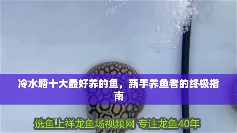 冷水塘十大最好養(yǎng)的魚(yú)，新手養(yǎng)魚(yú)者的終極指南