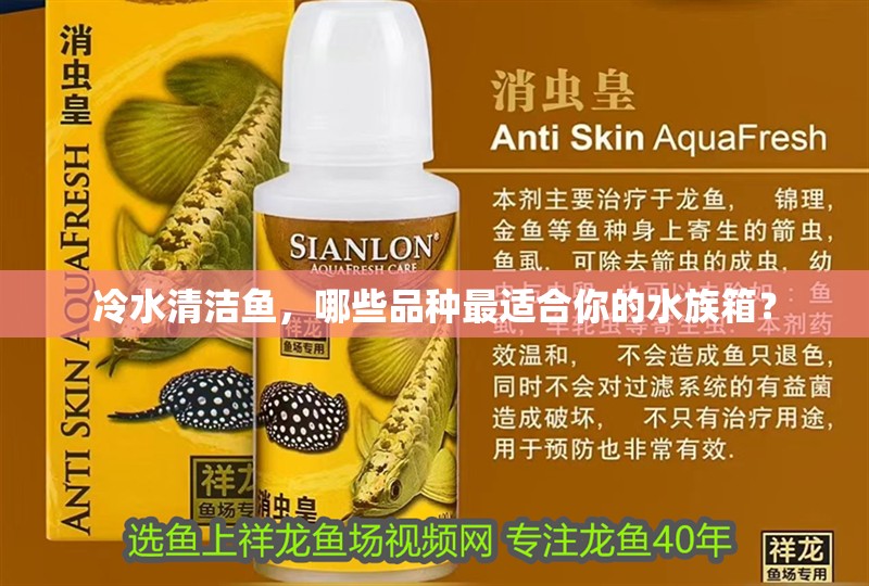 冷水清潔魚，哪些品種最適合你的水族箱？