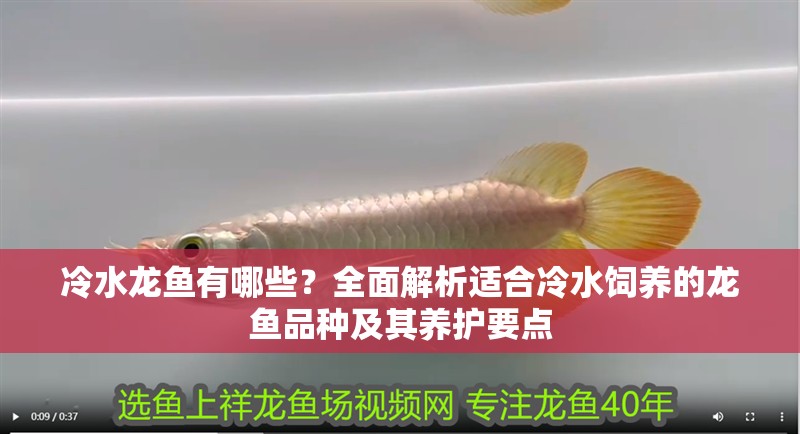 冷水龍魚有哪些？全面解析適合冷水飼養(yǎng)的龍魚品種及其養(yǎng)護要點