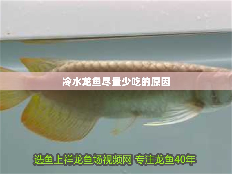冷水龍魚盡量少吃的原因