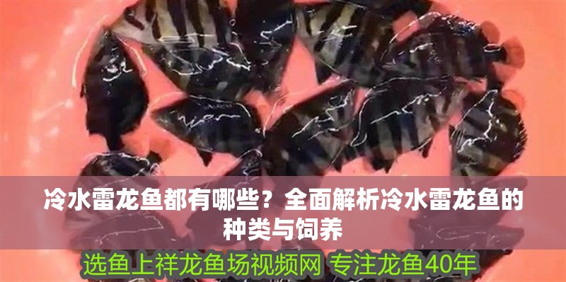 冷水雷龍魚都有哪些？全面解析冷水雷龍魚的種類與飼養