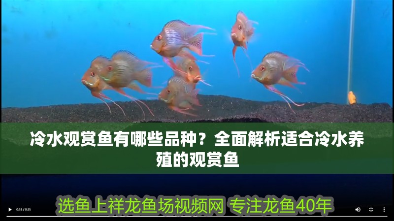 冷水觀賞魚有哪些品種？全面解析適合冷水養(yǎng)殖的觀賞魚 冷水觀賞魚有哪些品種？全面解析適合冷水養(yǎng)殖的觀賞魚 龍魚百科 第1張
