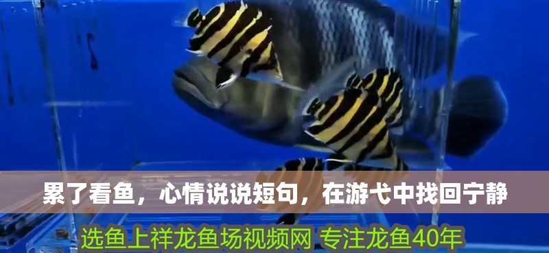 累了看魚，心情說說短句，在游弋中找回寧靜 累了看魚，心情說說短句，在游弋中找回寧靜 龍魚百科 第1張