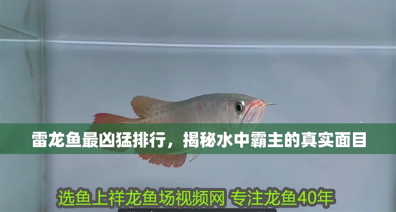雷龍魚最兇猛排行，揭秘水中霸主的真實面目