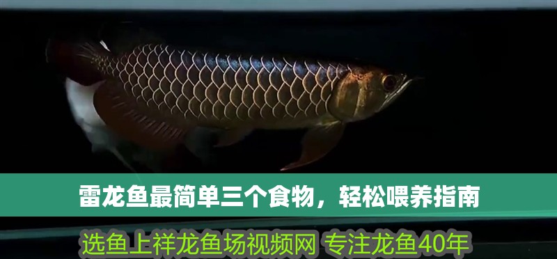 雷龍魚最簡單三個食物，輕松喂養(yǎng)指南