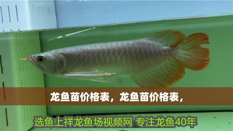 龍魚苗價(jià)格表，龍魚苗價(jià)格表，