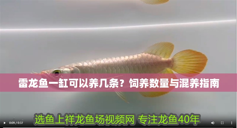 雷龍魚一缸可以養幾條？飼養數量與混養指南