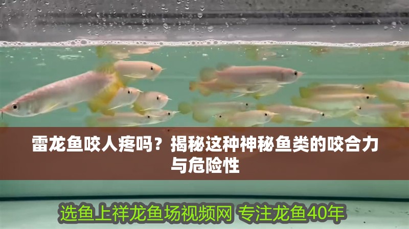 雷龍魚咬人疼嗎？揭秘這種神秘魚類的咬合力與危險性