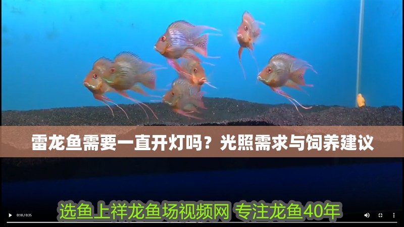 雷龍魚需要一直開燈嗎？光照需求與飼養建議