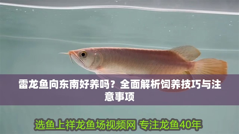 雷龍魚向東南好養嗎？全面解析飼養技巧與注意事項