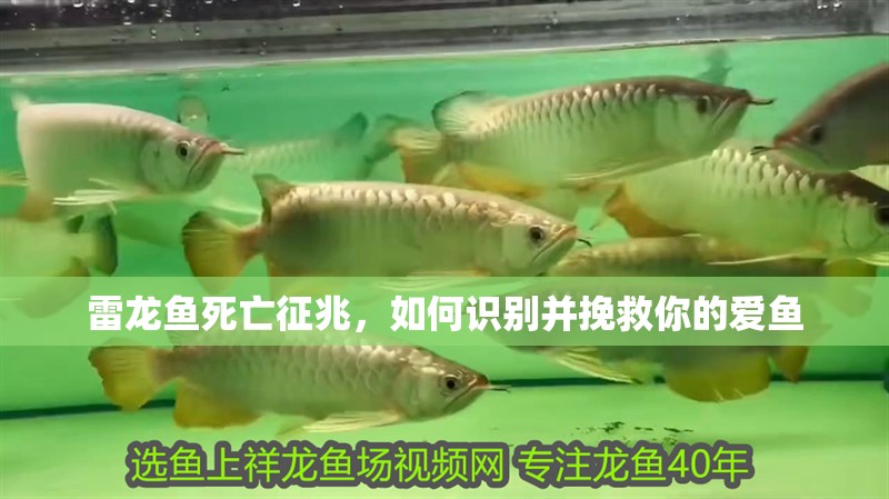 雷龍魚死亡征兆,如何識別并挽救你的愛魚 龍魚百科 第1張 雷龍魚死亡征兆,如何識別并挽救你的愛魚 雷龍魚死亡征兆,如何識別并挽救你的愛魚 龍魚百科 第1張