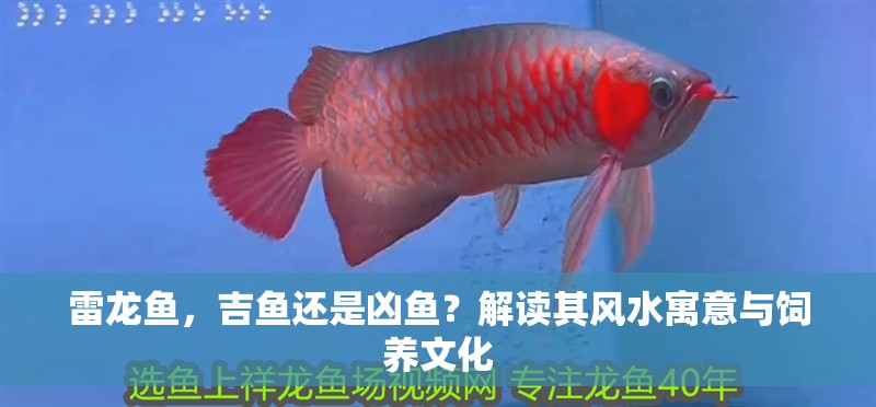 雷龍魚，吉魚還是兇魚？解讀其風水寓意與飼養文化